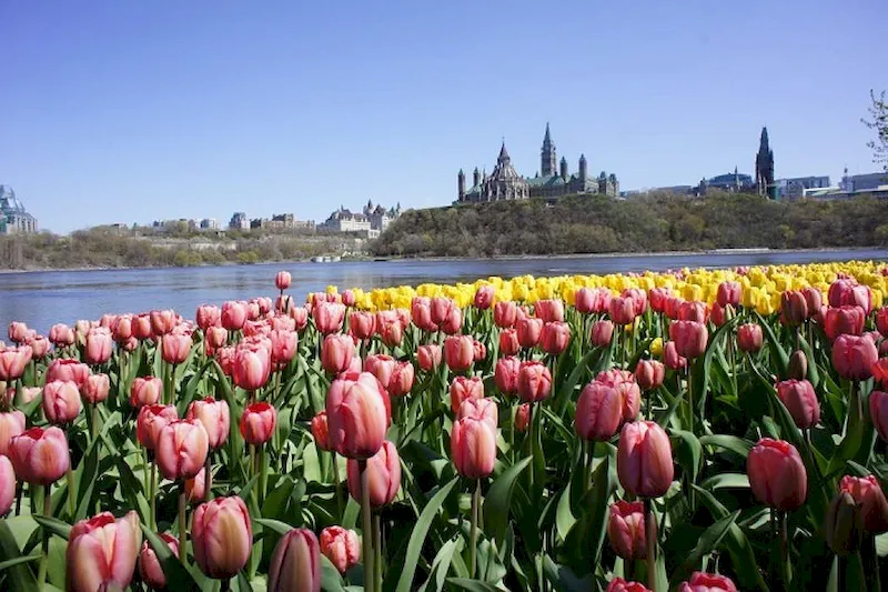 Lễ hội hoa tulip ở Ottawa